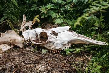 Skull of a moose on the ground in a forest in Norway