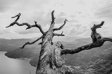 A dead tree overlooking a fjord in Norway on a cloudy day