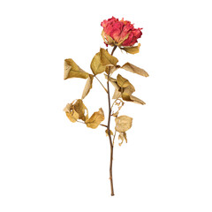 Dry dead rose flower stem isolated on transparent background