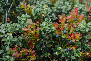 Blueberries growing in the forest Norway