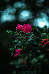 Rural Autumn in Sweden