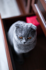 A closeup of a funny, mad grey Scottish Fold cat with orange eyes sitting in a bedroom cupboard
