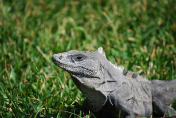 Iguana