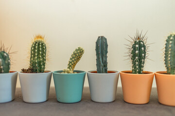 six cactus in a pot