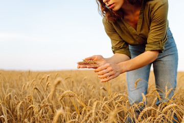 Beautiful woman farmer checks the quality of wheat. She touches the ears of wheat to assure that...
