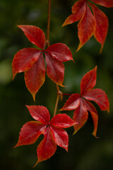 Bright scarlet leaves of virginia creeper against dark green background of foliage. Autumn nature background selective focus photo.