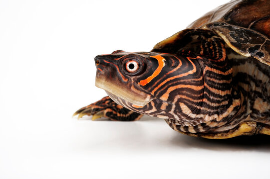 Mississippi-Höckerschildkröte // Mississippi map turtle (Graptemys pseudogeographica kohnii)