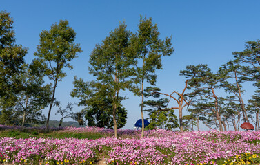 화순 도곡 고인돌 공원의 코스모스 꽃동산
