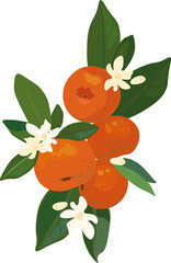 Tangerine fruits, flowers and leaves. Decorative elements for design cards, stickers and other. 