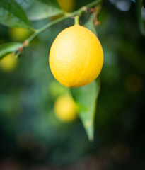 Lemon drop