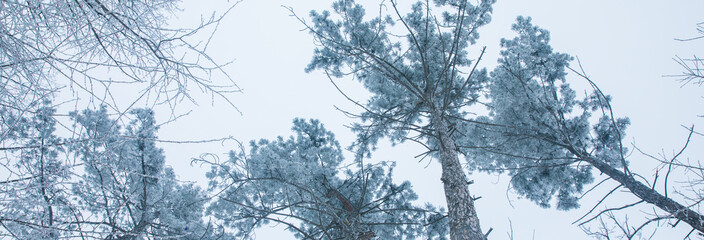 Fototapeta na wymiar Snow covered top trees