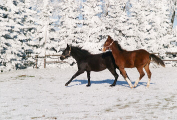 Beautiful sport horses foals running wild in snow on pasture through cold deep snowy winter