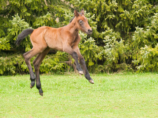 Portrair of cute one day old foal on green meadow in sunny spring day