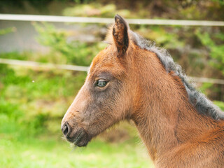Naklejka na ściany i meble Portrair of cute one day old foal on green meadow in sunny spring day