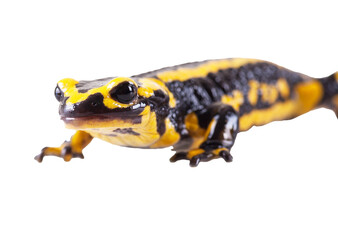 Fire salamander, salamandra salamandra, isolated on transparent or white Background.