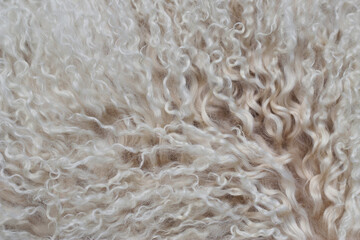 close up of beige lamb curly fur