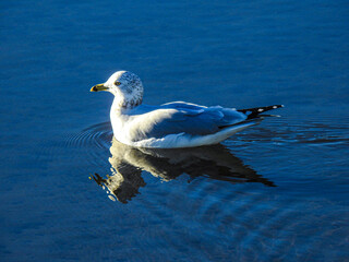 seagull in f the water