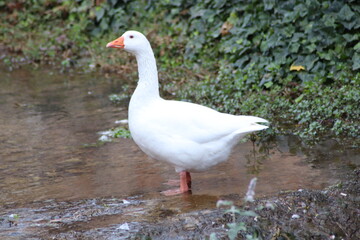 beak, feathers, water, green, white