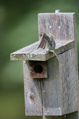 An eastern phoebe peeking out from behind its wing