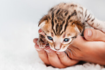 A kitten in the hands of a girl. On the palms is a small cute kitten.Copy space.Close-up.Two week old small newborn bengal kitten on a white background.