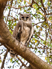 Verreaux`s Eagle Owl, portrait of beautiful large owl from African forests ,lake Victoria, Tanzania