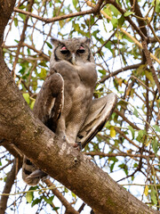 Verreaux`s Eagle Owl, portrait of beautiful large owl from African forests ,lake Victoria, Tanzania