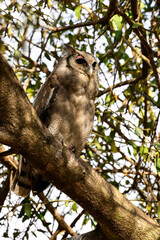 Verreaux`s Eagle Owl, portrait of beautiful large owl from African forests ,lake Victoria, Tanzania