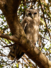 Verreaux`s Eagle Owl, portrait of beautiful large owl from African forests ,lake Victoria, Tanzania