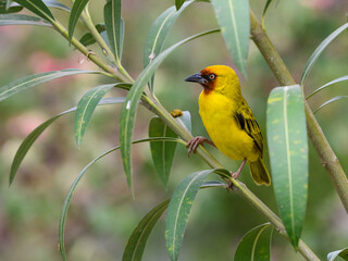Northern Brown-throated Weaver sitting on plant against blur background