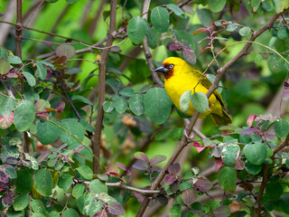 Northern Brown-throated Weaver portrait on tree branch against green background
