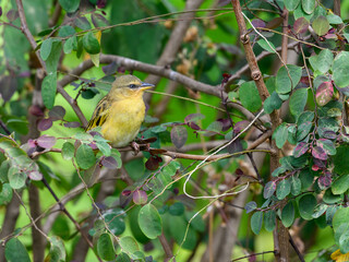 Speke's Weaver sitting on tree branch  