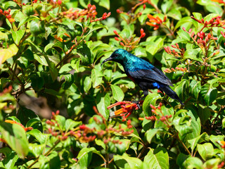 Red-chested Sunbird  on tree branch against green background