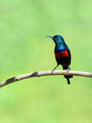 Red-chested Sunbird  on tree branch against green background