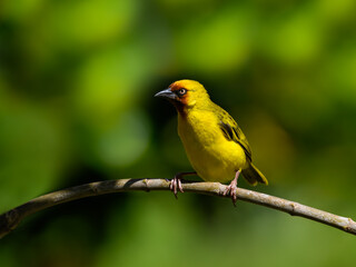 Fototapeta premium Northern Brown-throated Weaver portrait on shrub against green background