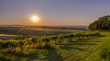 Fototapeten Late summer suneset over vineyards in the southwest of Bologna: Protected Geographical Indication area of typical wine named "Pignoletto". Bologna, Italy © GiorgioMorara