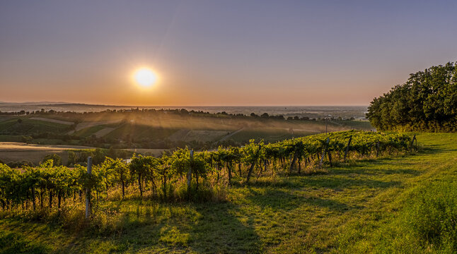 Late summer suneset over vineyards in the southwest of Bologna: Protected Geographical Indication area of typical wine named "Pignoletto". Bologna, Italy
