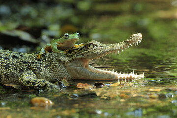 a crocodile, a frog, a crocodile and a cute frog above his mouth