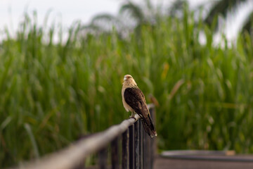 little cute gavilan bird in Venezuela