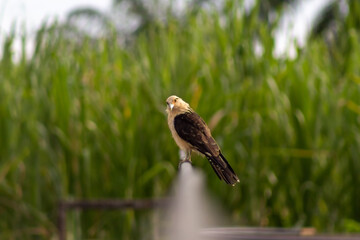 little cute gavilan bird in Venezuela