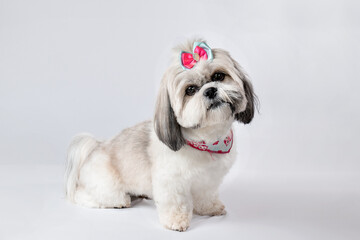 shihtzu com carinha feliz
