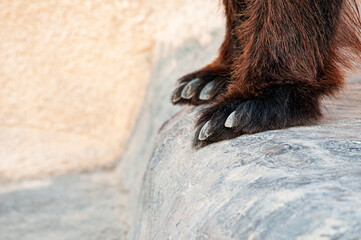 brown bear cub © shahbaz