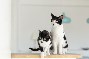 Two beautiful Tuxedo kitties being very curious about something