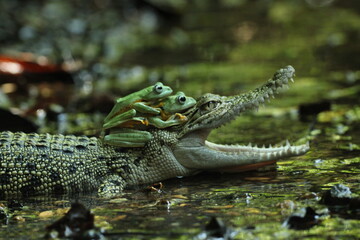 a crocodile, a frog, a crocodile and two cute frogs on his head
