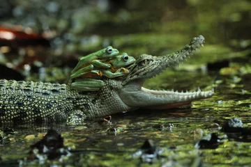 Tuinposter a crocodile, a frog, a crocodile and two cute frogs on his head  © ridho