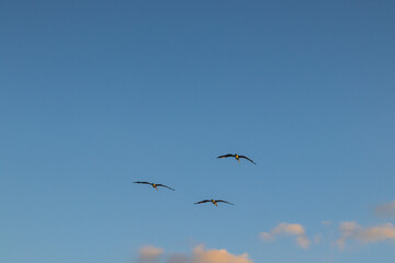 seagulls in flight miami beach