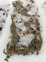 Seafood market display stock photo