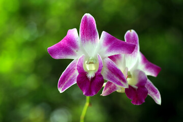 Purple orchid flower isolated on green bokeh background