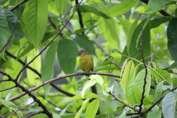 ave pia cobra  - Geothlypis aequinoctialis                                                         ...