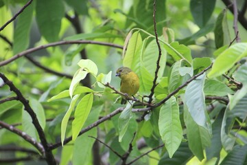 ave pia cobra  - Geothlypis aequinoctialis                                                         ...