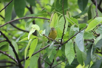 ave pia cobra  - Geothlypis aequinoctialis                                                         ...